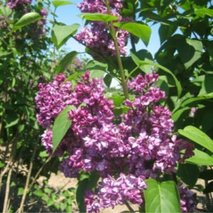 Ægte Syren - Syringa vulgaris ´Charles Joly´ 80-100 cm