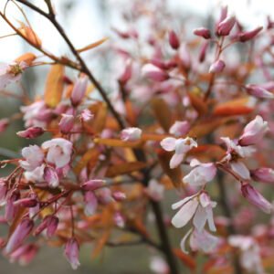 Bærmispel - Amelanchier arb. ´Robin Hill´ 175-200