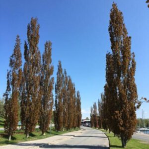 Bævreasp - Populus tremula ´Erecta´ 150-175 cm