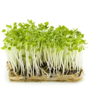 Basilikum Mikrogrønt Økologiske Frø til Mikrogrønt