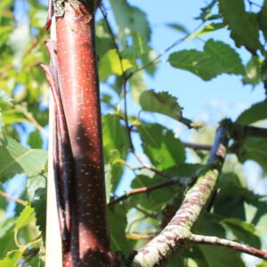 Betula albosinensis Var. Septentrionalis - Kobberbirk 200-250 cm. 10 l. potte