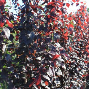 Blodblomme - Prunus cerasifera ´Nigra´ 6-8 160 cm stamme 15l potte