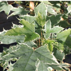 Brogbladet Spidsløn - Acer plat. ´Drummondii´ 125-150 cm