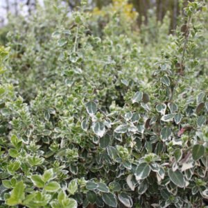 Broget Benved - Euonymus fort. ´Emerald Gaiety´ opstammet 50 cm.