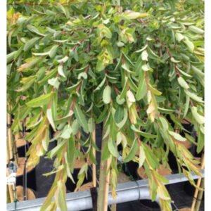 Dværg Hængepil - Salix integra ´Pendula´ 120 stamme 15 l. potte