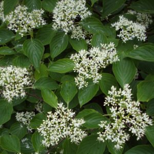 Dværg etage Kornel - Cornus controversa ´Green Carpet´ opstammet 150 cm