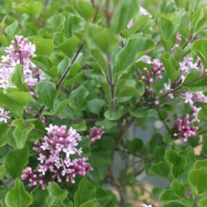 Dværgsyren - Syringa meyeri ´Palibin´ 180 cm stamme