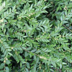 Gedeblad - Lonicera Pileata