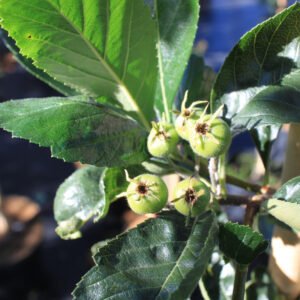 Glansbladet Tjørn - Crataegus lavellei ´Carrierei´ 175-200 cm