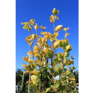 Gulbladet søjlebøg - Fagus sylvatica ´Dawyck Gold´ 150-175 cm