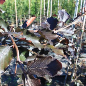 Hænge Blodbøg - Fagus sylv. ´Purpurea Pendula´ 100-125 cm