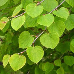 Hængende Hjertetræ - Cercidiphyllum japonicum ´Pendula´ 150 cm stamme