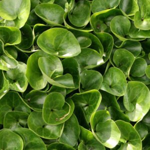 Hasselurt - Asarum europaeum