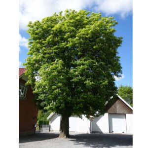 Hestekastanie - Aesculus hippocastaenum 175-200 cm