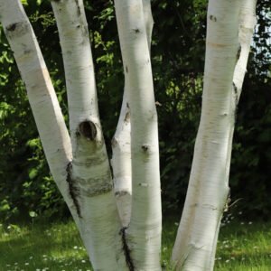 Himalayabirk - Betula utilis 125-150 cm. 12 l. potte. Flerstammet