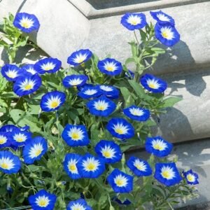 Jomfruskørt Morning Glory