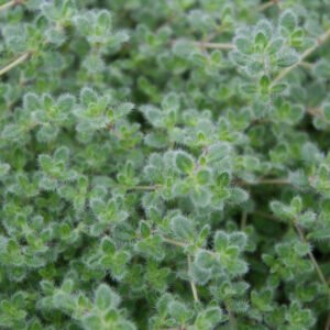 Lodden Timian - Thymus Pseudolanuginosus