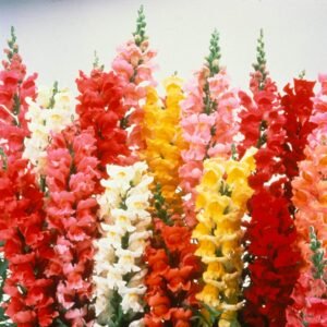 Løvemund Frø Blanding