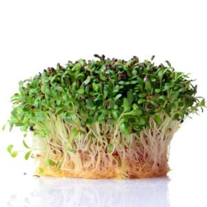 Lucerne (Alfalfa) - Økologiske Frø