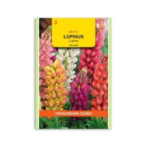 Lupin frø "Minarette mix" - Oranjeband