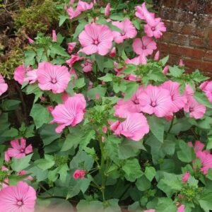 Mamelukærme Silver Cup