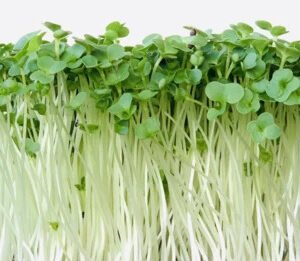 Øko Broccoli Raab frø MG