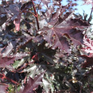 Rødbladet Spidsløn - Acer platanoides ´Crimson Sentry´ 220 cm stamme