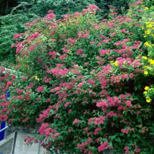 Spiraea Anthony Waterer 30-50 cm.