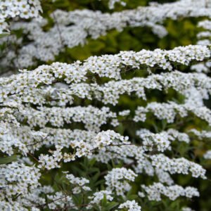 Spiraea cinrerea ´Grefsheim´ 30-50 cm.