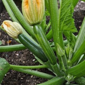 Squash Green Machine F1 Hybrid
