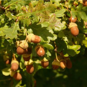 Stilk Eg - Quercus robur 200-250 cm. 10 l.