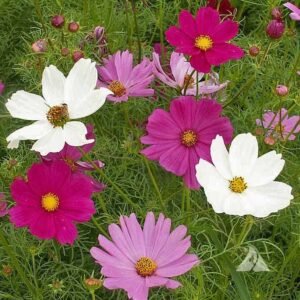 Stolt Kavaler Blanding