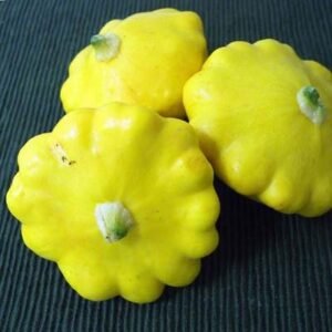Sunburst Squash F1
