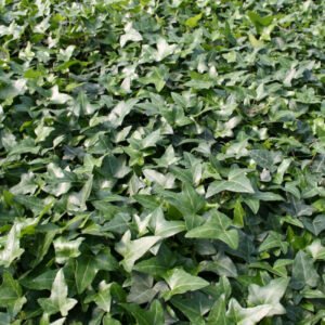 Vedbend - Hedera helix ´Hesma´